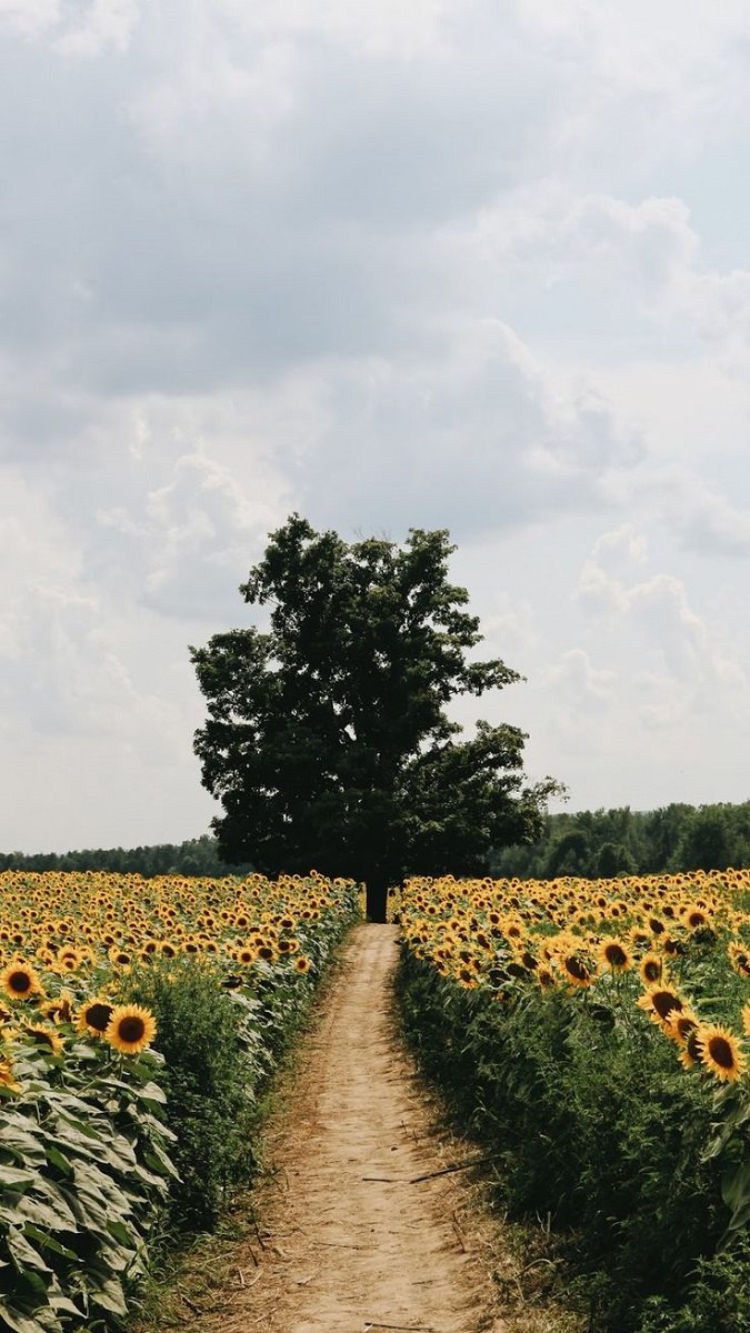 Hình nền vườn hoa đậm phong cách