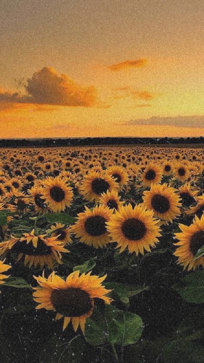 Hình nền vườn hoa yên ả