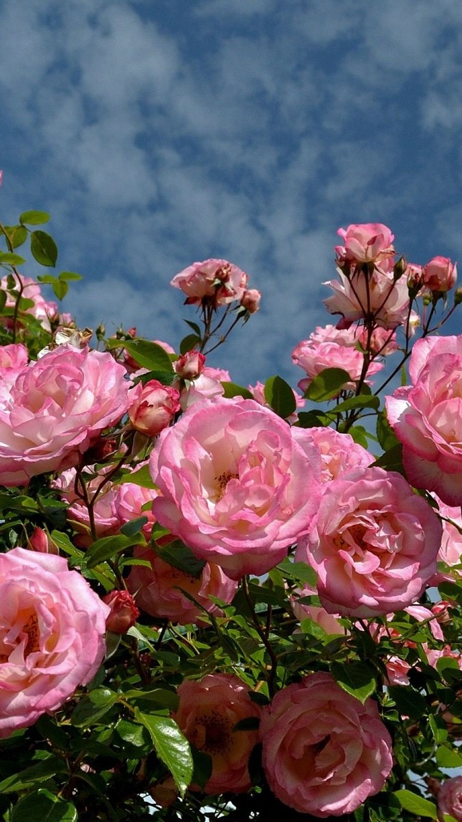 Hình nền vườn hoa đầy sắc màu