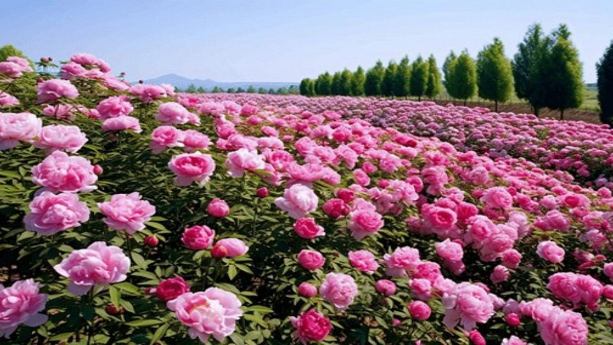 Hình nền vườn hoa tươi tắn