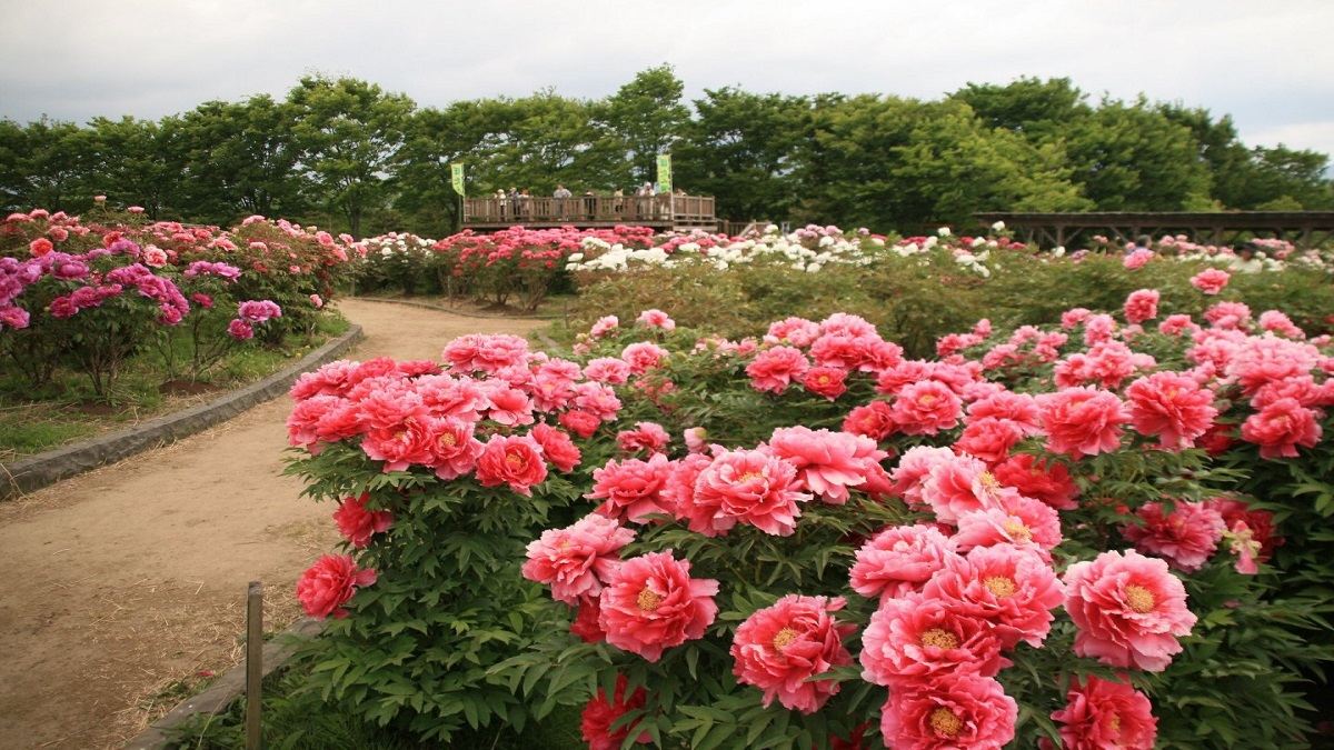 Hình nền vườn hoa đáng yêu