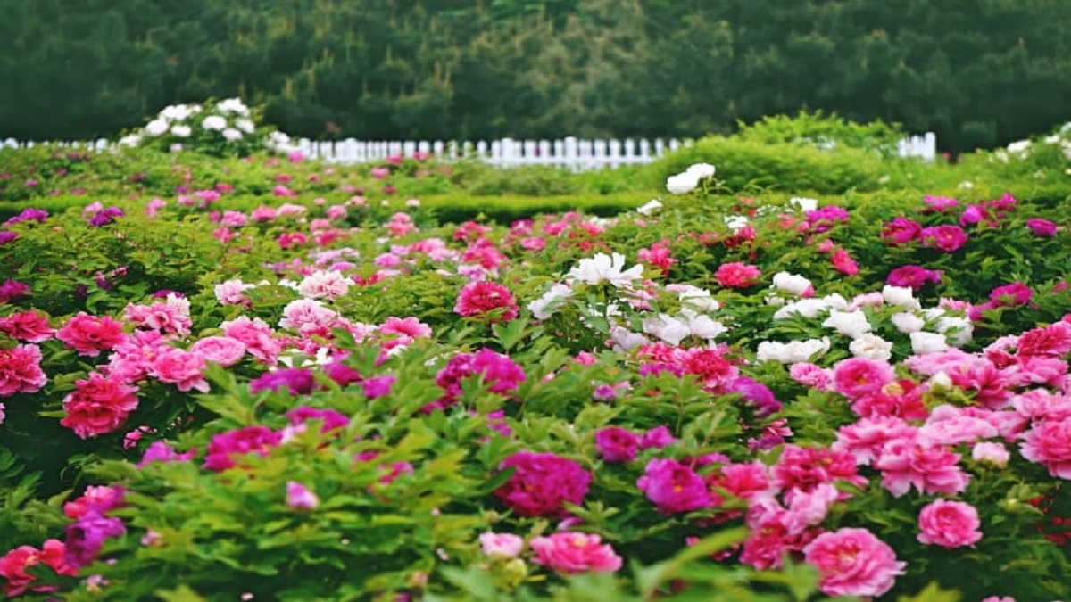 Hình nền vườn hoa cực kỳ cuốn hút