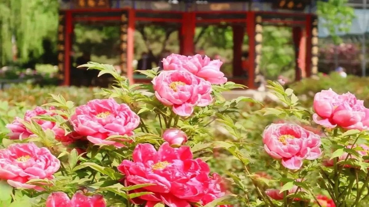 Hình nền vườn hoa nhẹ nhàng và tinh tế