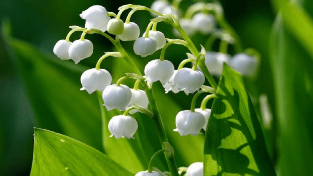 Hình nền vườn hoa thanh thoát