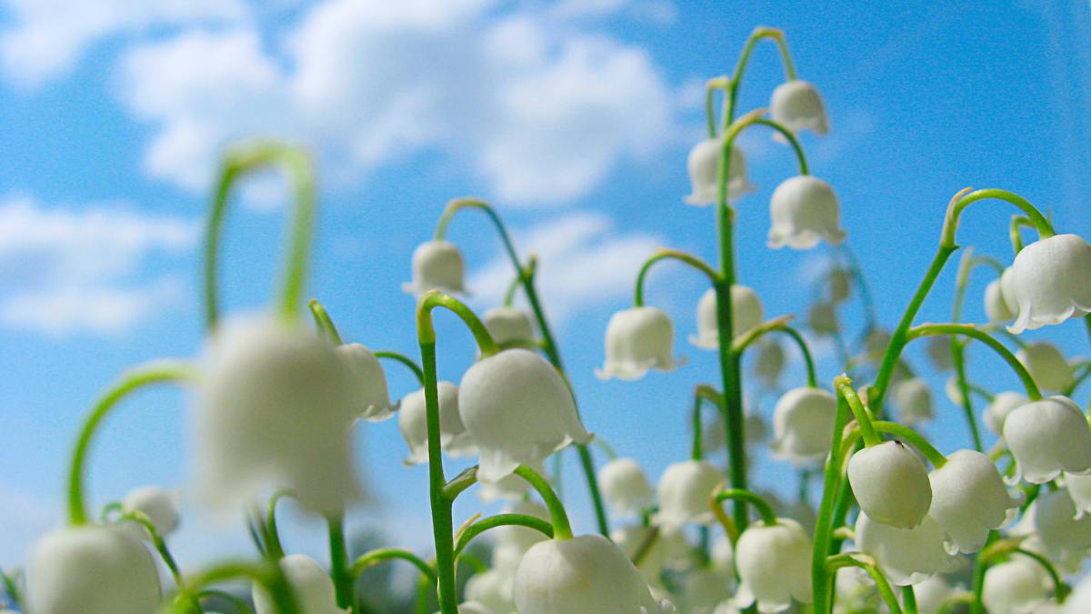 Hình nền vườn hoa duyên dáng