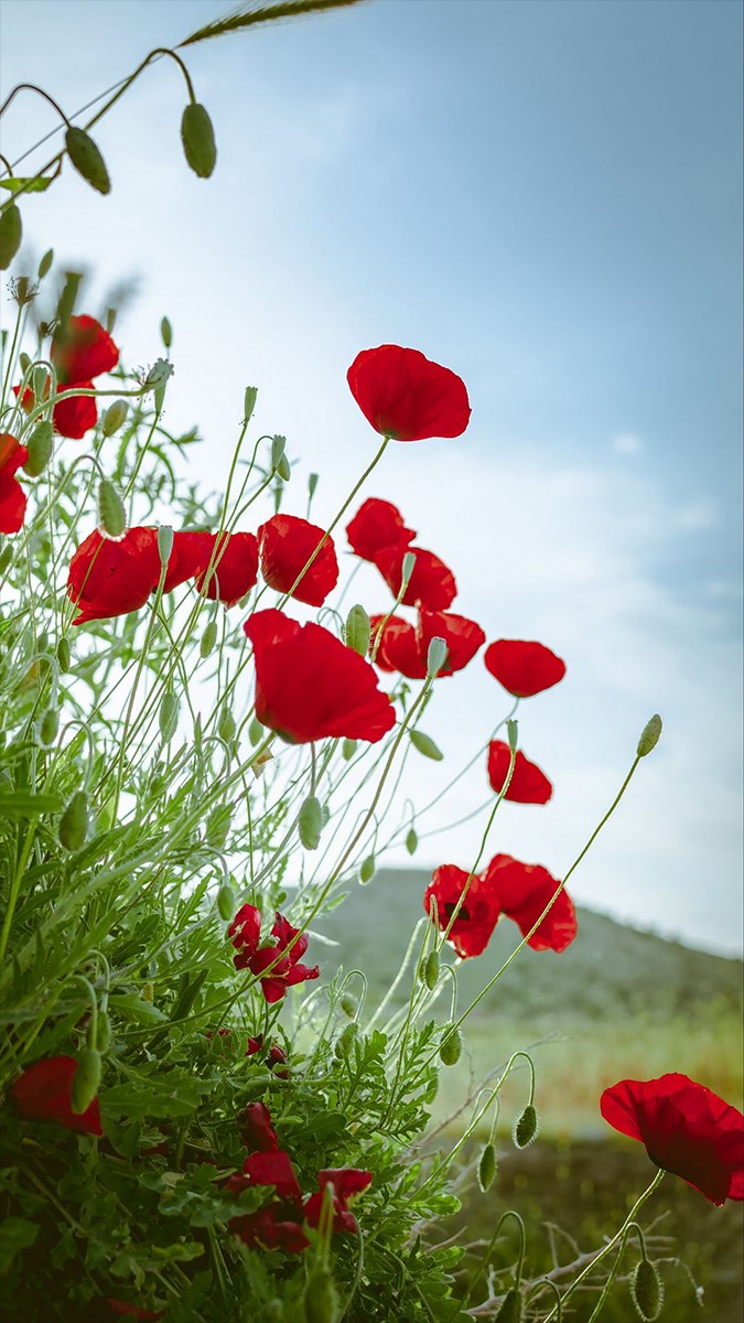 Hình nền vườn hoa thơ mộng