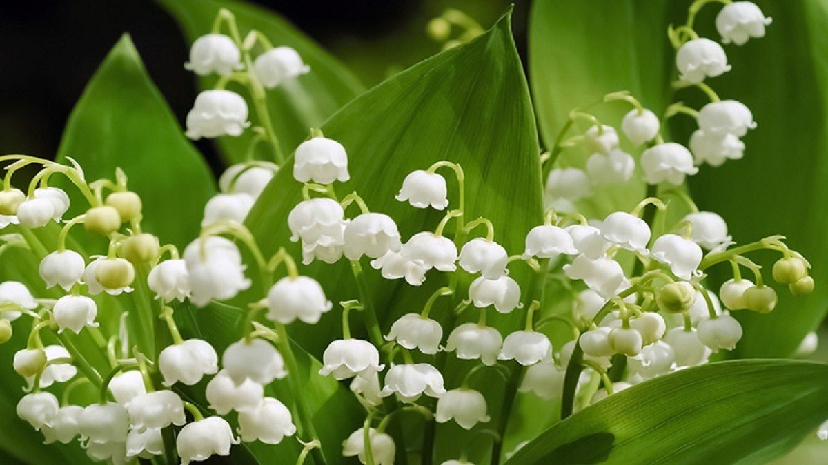 Hình nền vườn hoa ấm cúng