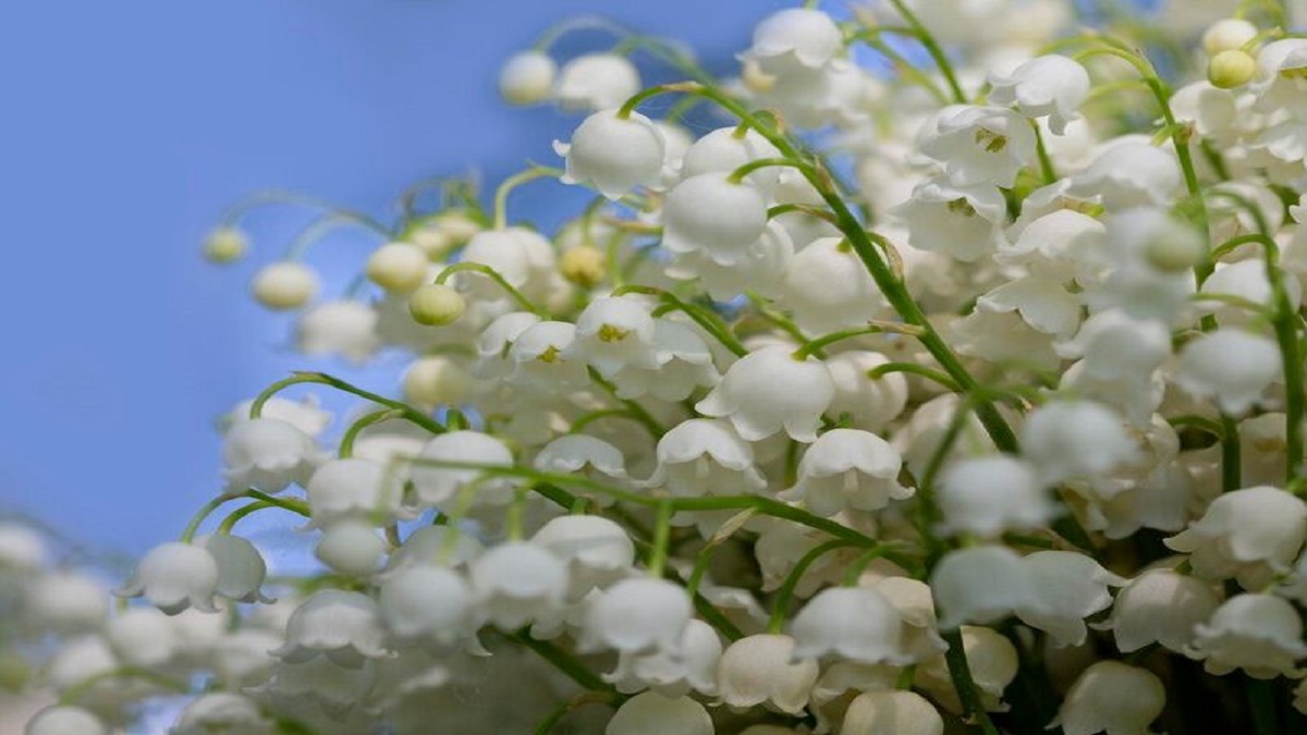 Hình nền vườn hoa hòa quyện thiên nhiên