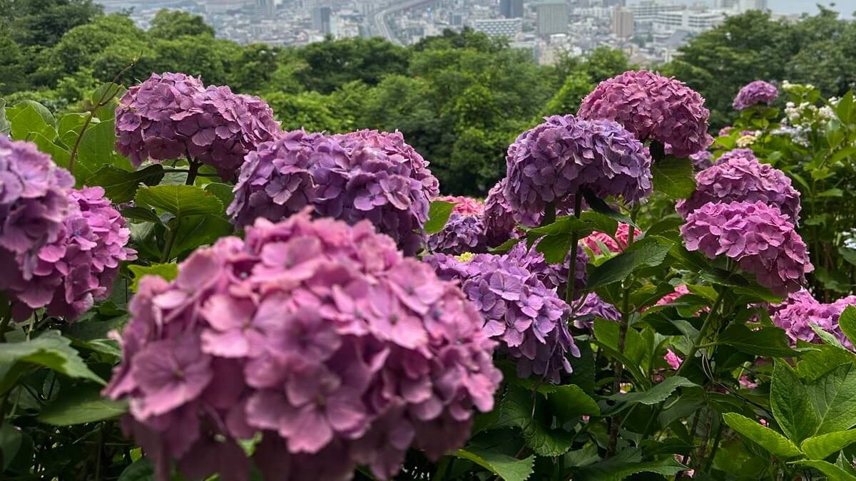 Hình nền vườn hoa trong lành