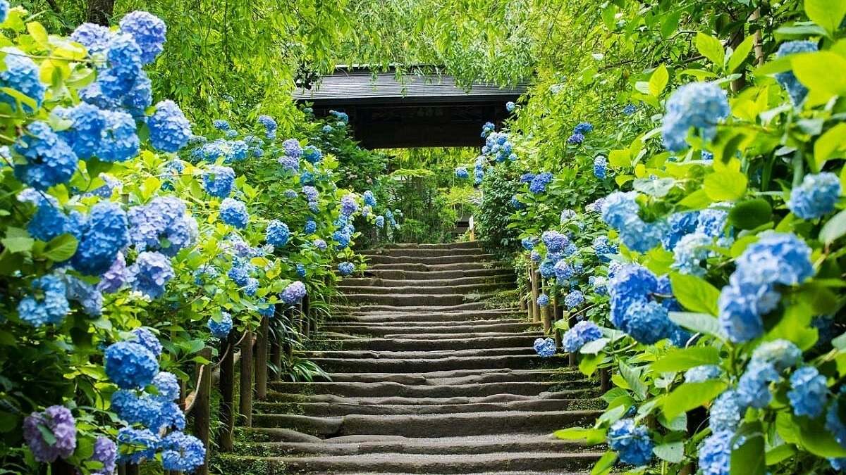 Hình nền vườn hoa tuyệt đẹp