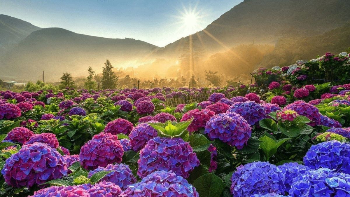 Hình nền vườn hoa tràn đầy cảm hứng