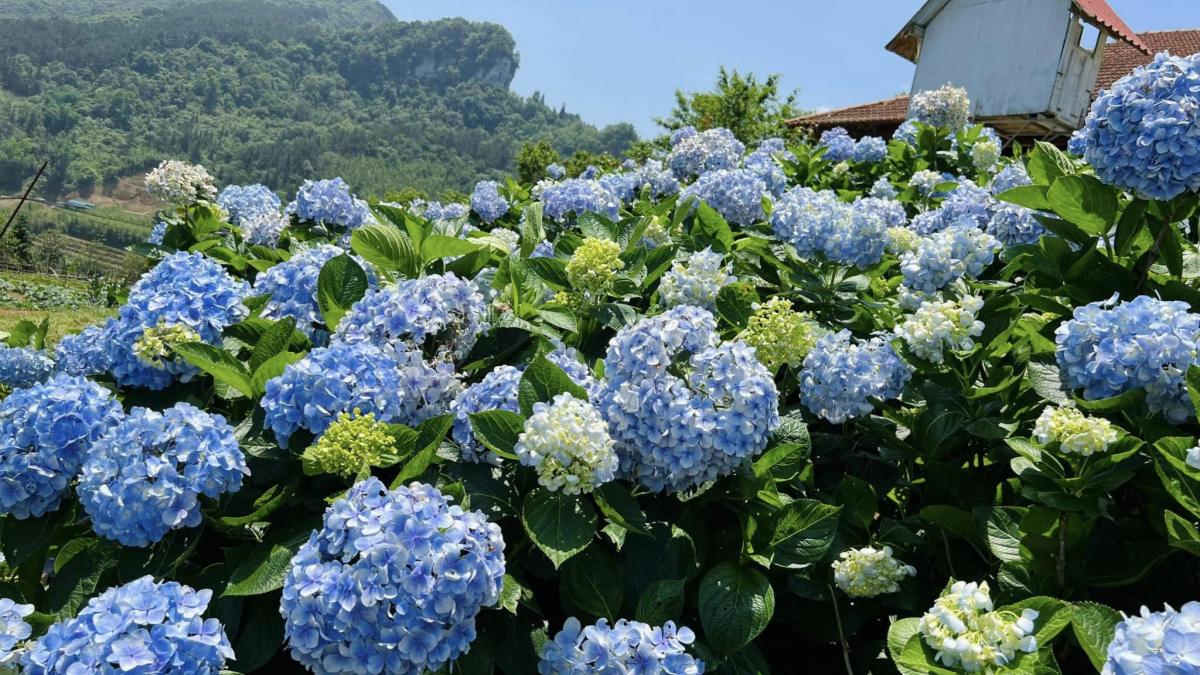 Hình nền vườn hoa cực kỳ tinh tế