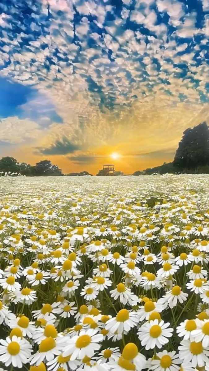 Hình nền vườn hoa dịu dàng