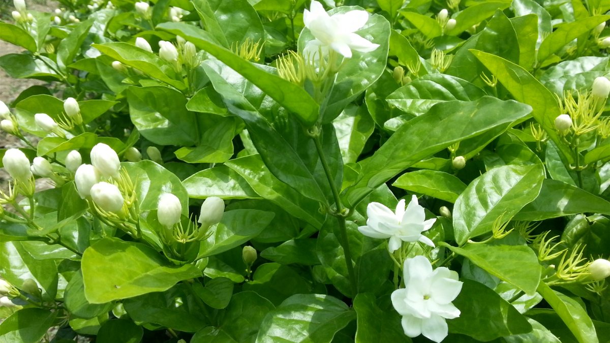 Hình nền vườn hoa yên tĩnh