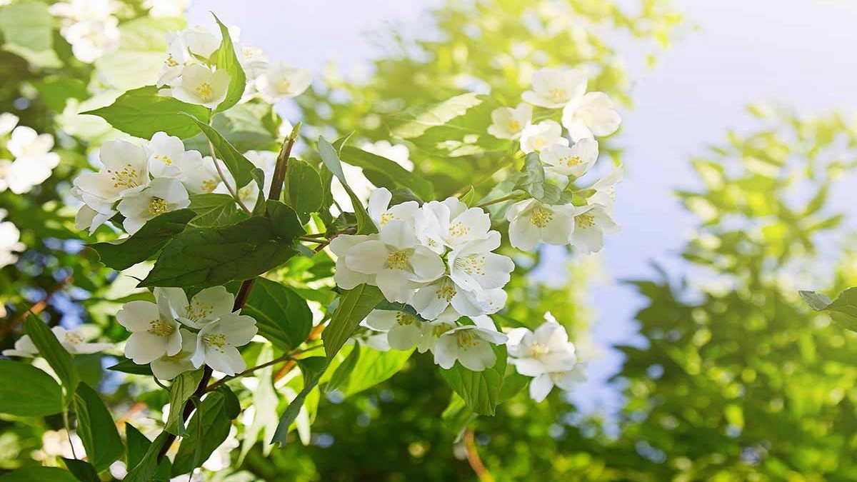 Hình nền vườn hoa đậm chất cổ điển