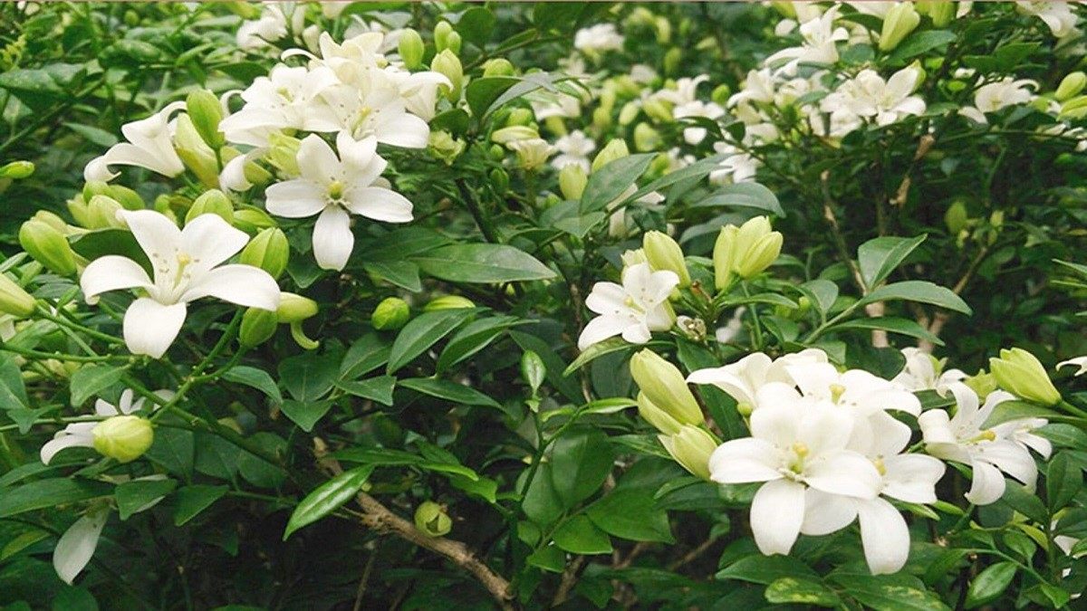 Hình nền vườn hoa nở rộ