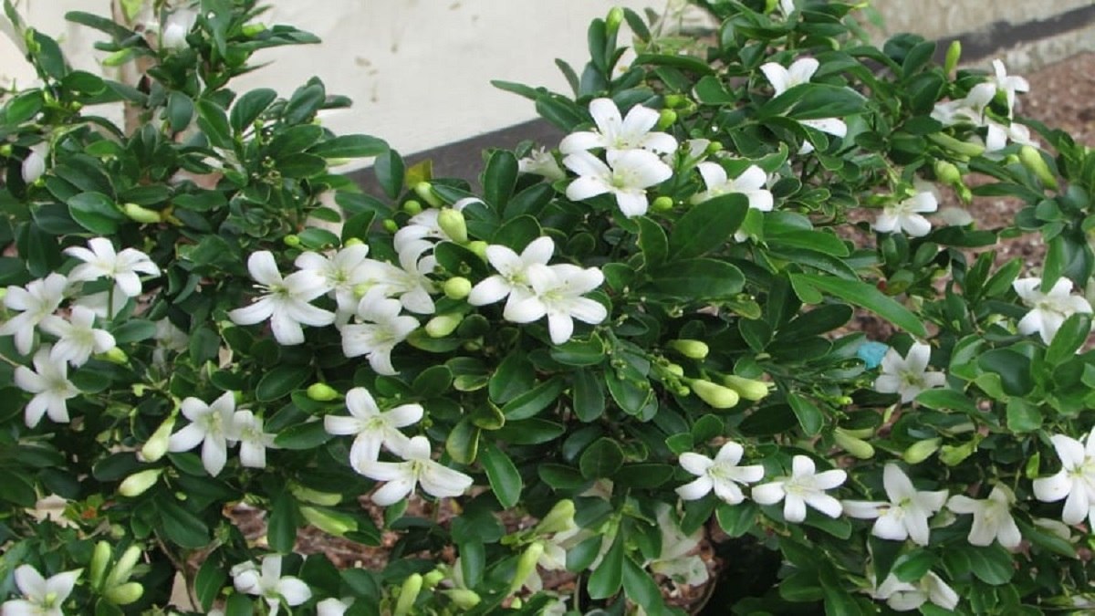 Hình nền vườn hoa lấp lánh