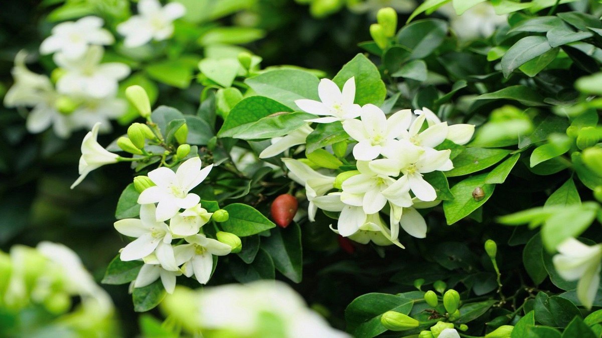 Hình nền vườn hoa tự nhiên và tươi sáng