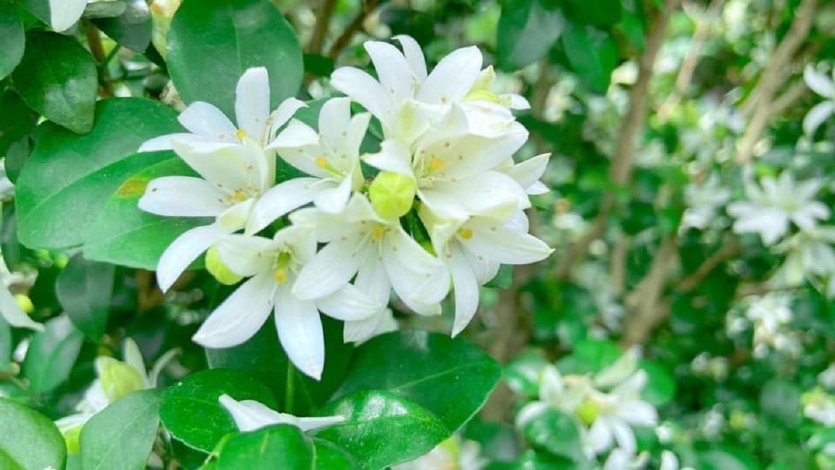 Hình nền vườn hoa đậm cảm hứng nghệ thuật