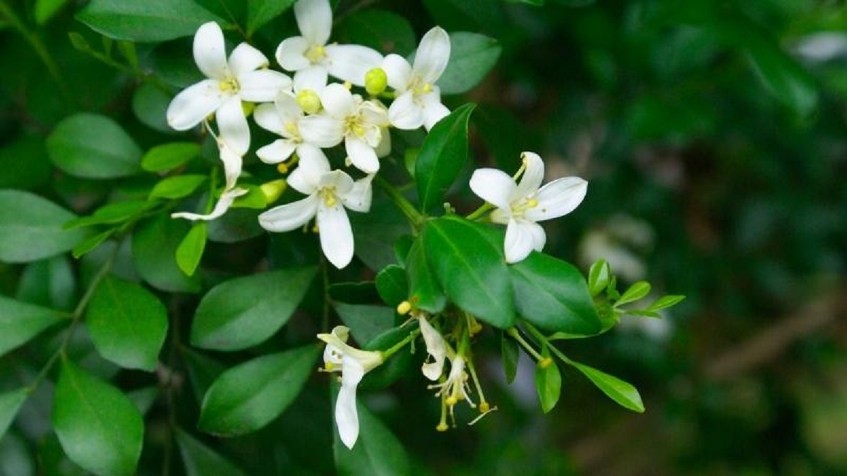 Hình nền vườn hoa trong vắt