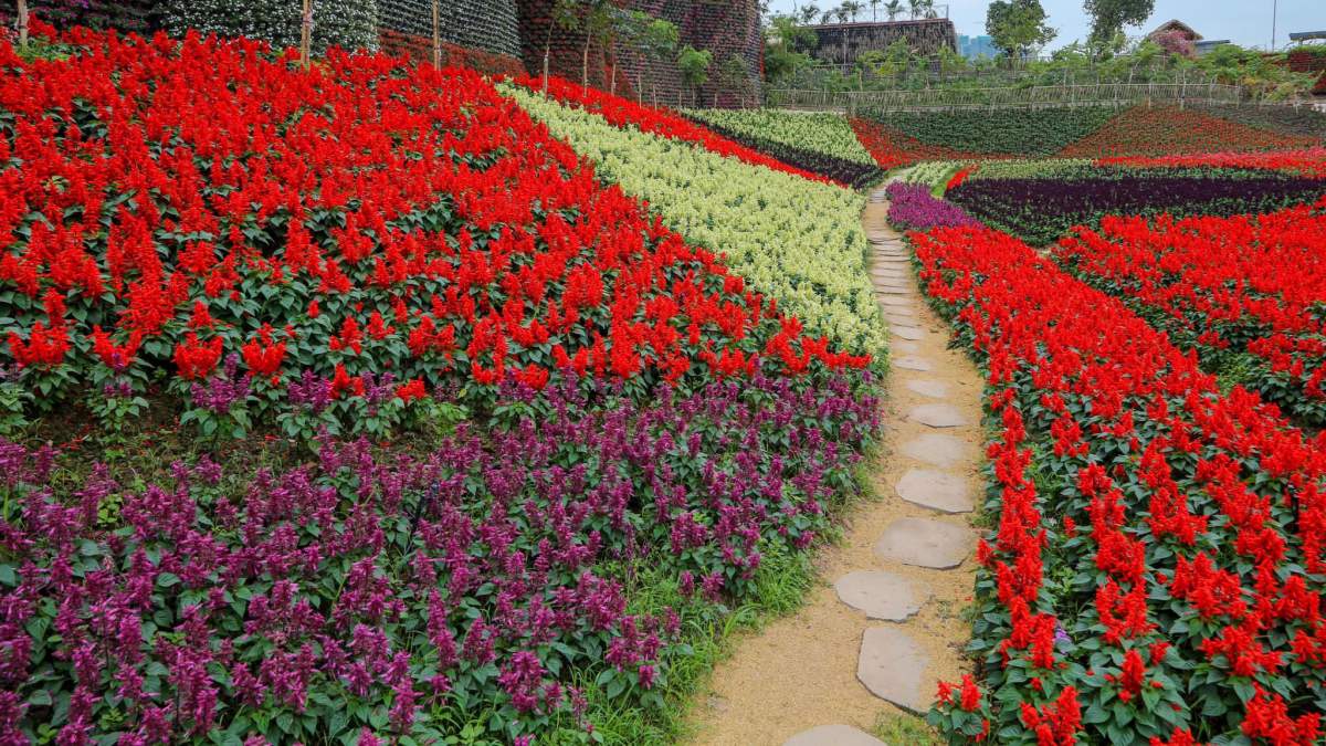 Chiêm ngưỡng bộ sưu tập hình nền vườn hoa đầy nghệ thuật Chiêm ngưỡng bộ sưu tập hình nền vườn hoa đầy nghệ thuật
