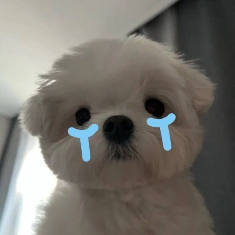 Ảnh meme khóc khóc cho vui