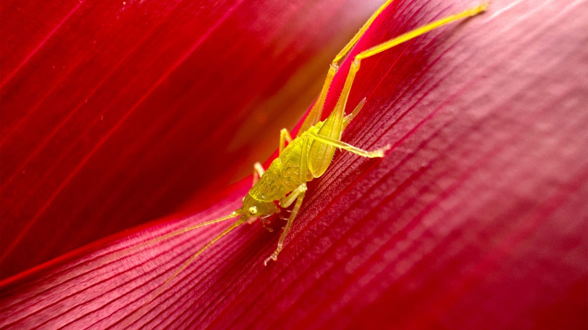 Chụp hình macro cận cảnh trên iPhone 14 Pro Max