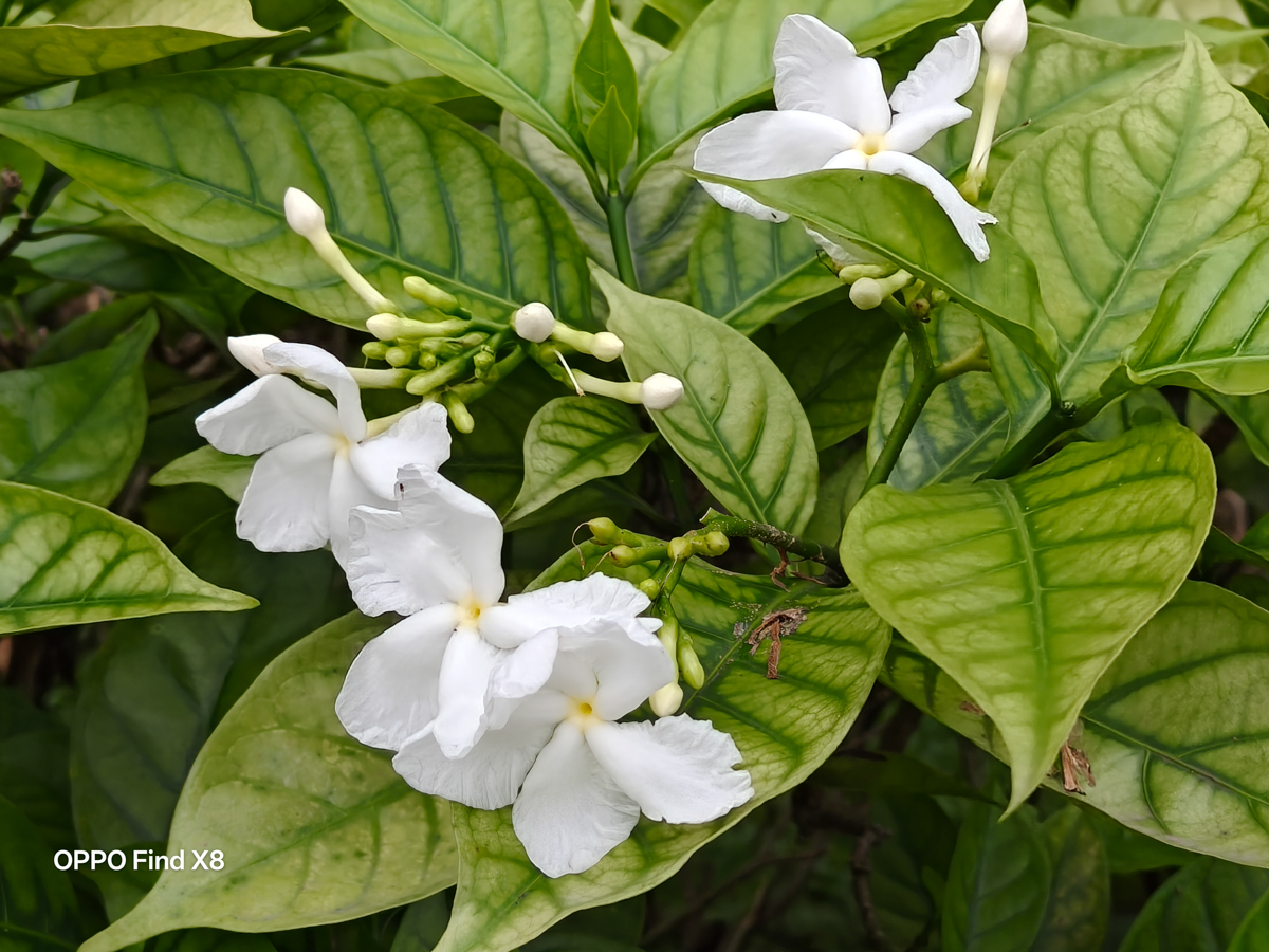 Chất ảnh mà OPPO Find X8 điều kiện đủ sáng