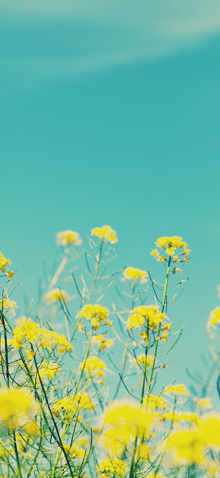 Gợi ý bộ sưu tập hình nền Xiaomi 17 Ultra đẹp, dễ dùng cho nhiều “vibe” khác nhau