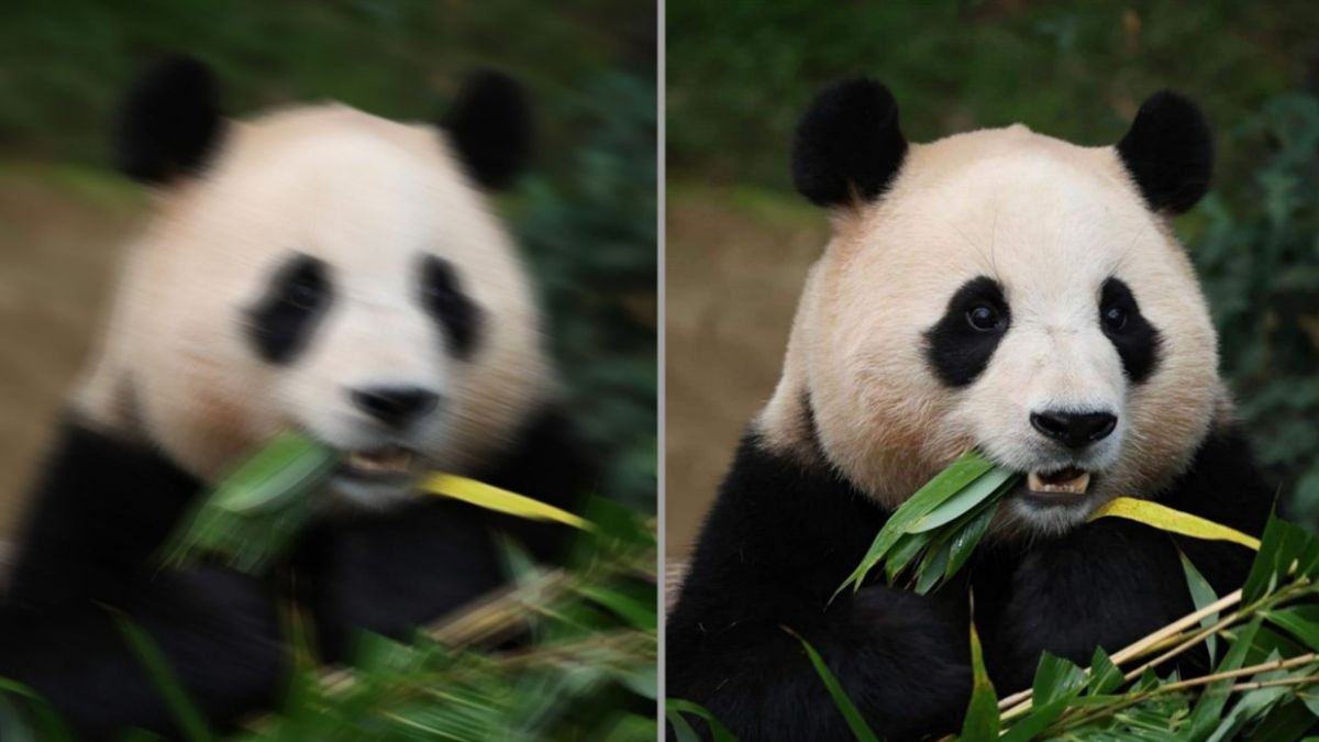 sự khác nhau giữa sharpness và blur là gì