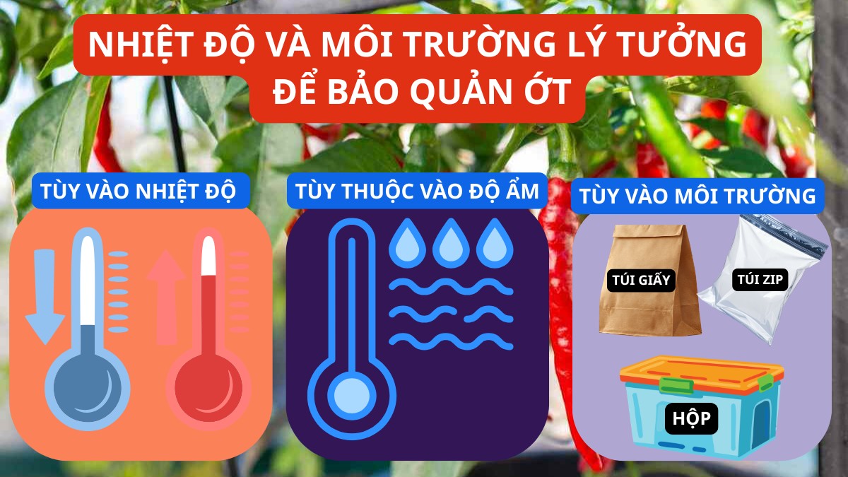 Nhiệt độ và môi trường lý tưởng để bảo quản ớt
