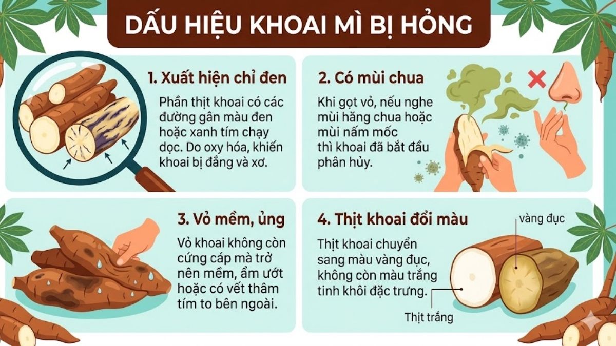 Dấu hiệu khoai mì bị hỏng