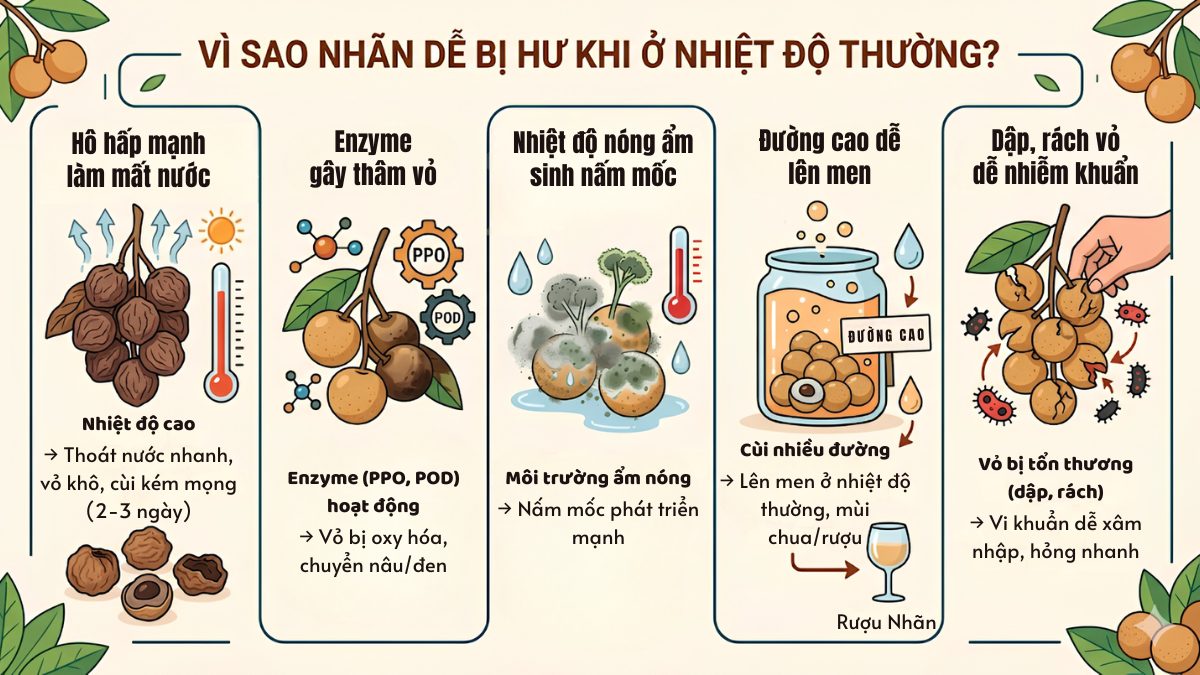 cách bảo quản nhãn trong tủ lạnh