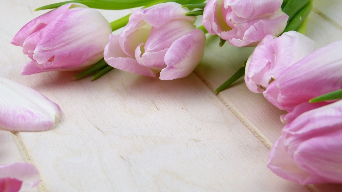 Hình nền hoa trừu tượng thu hút