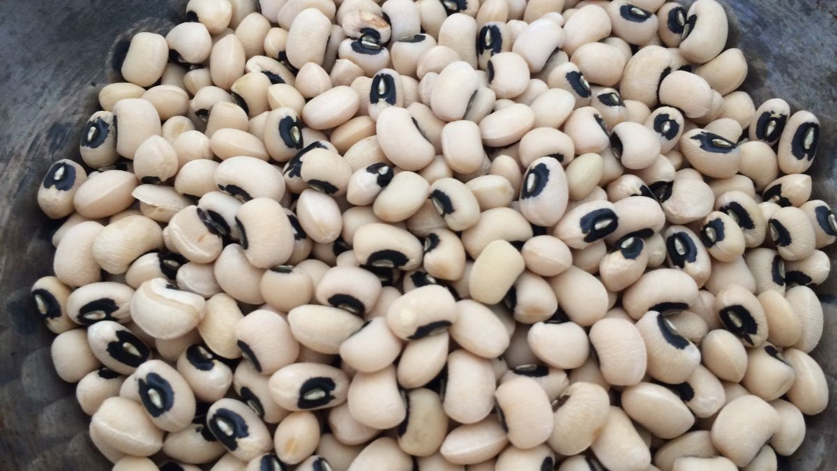 Cách chọn đậu trắng nhanh mềm, không sượng