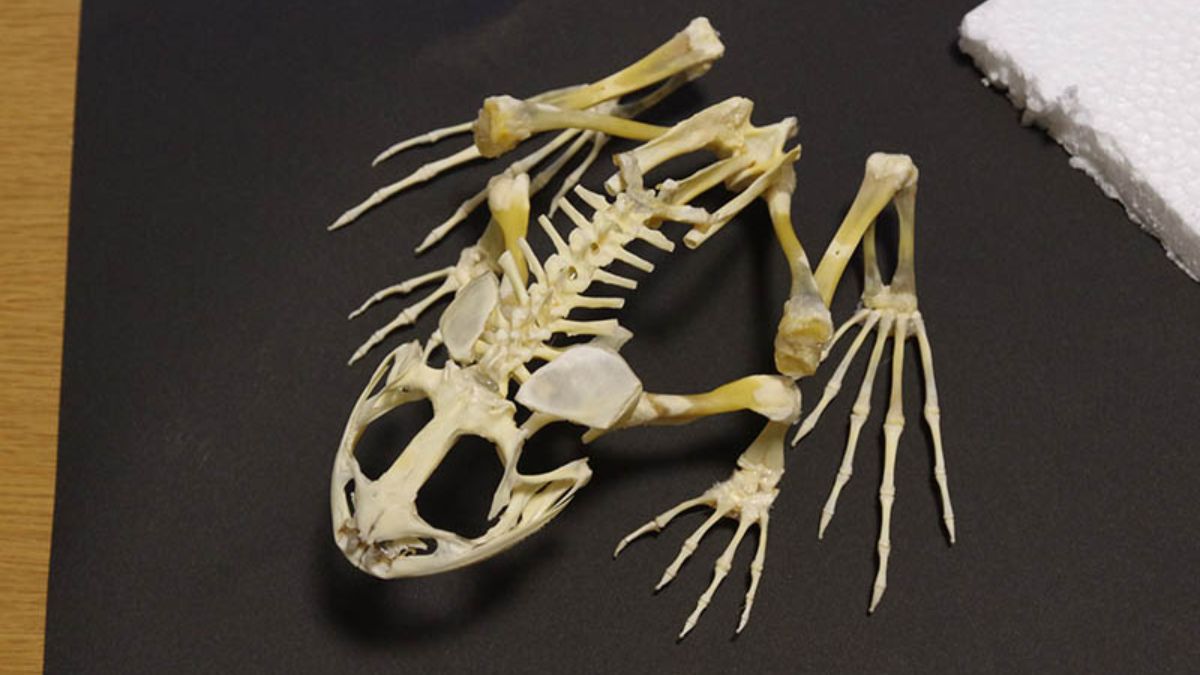 Ý nghĩa của từ cốt trong từ điển tiếng Việt