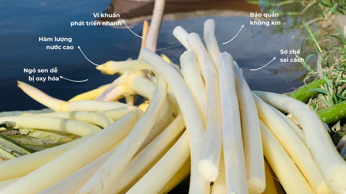 Nguyên nhân ngó sen tươi dễ bị thâm và nhanh hỏng