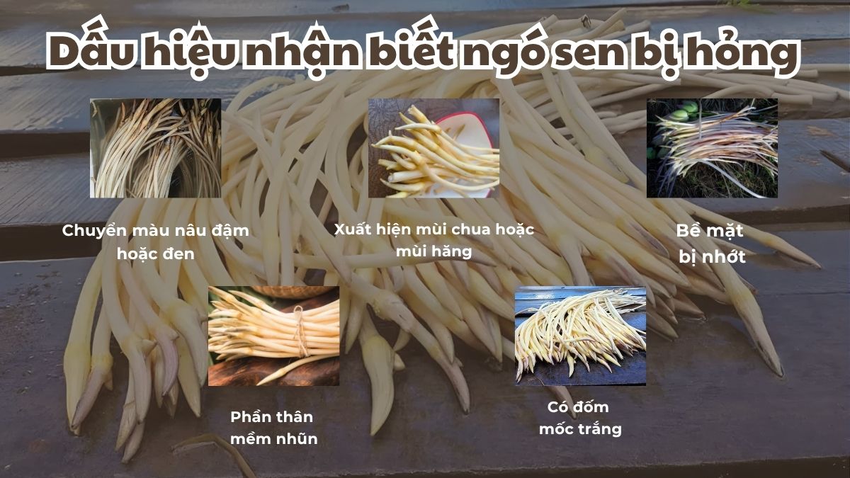 Dấu hiệu nhận biết ngó sen bị hỏng
