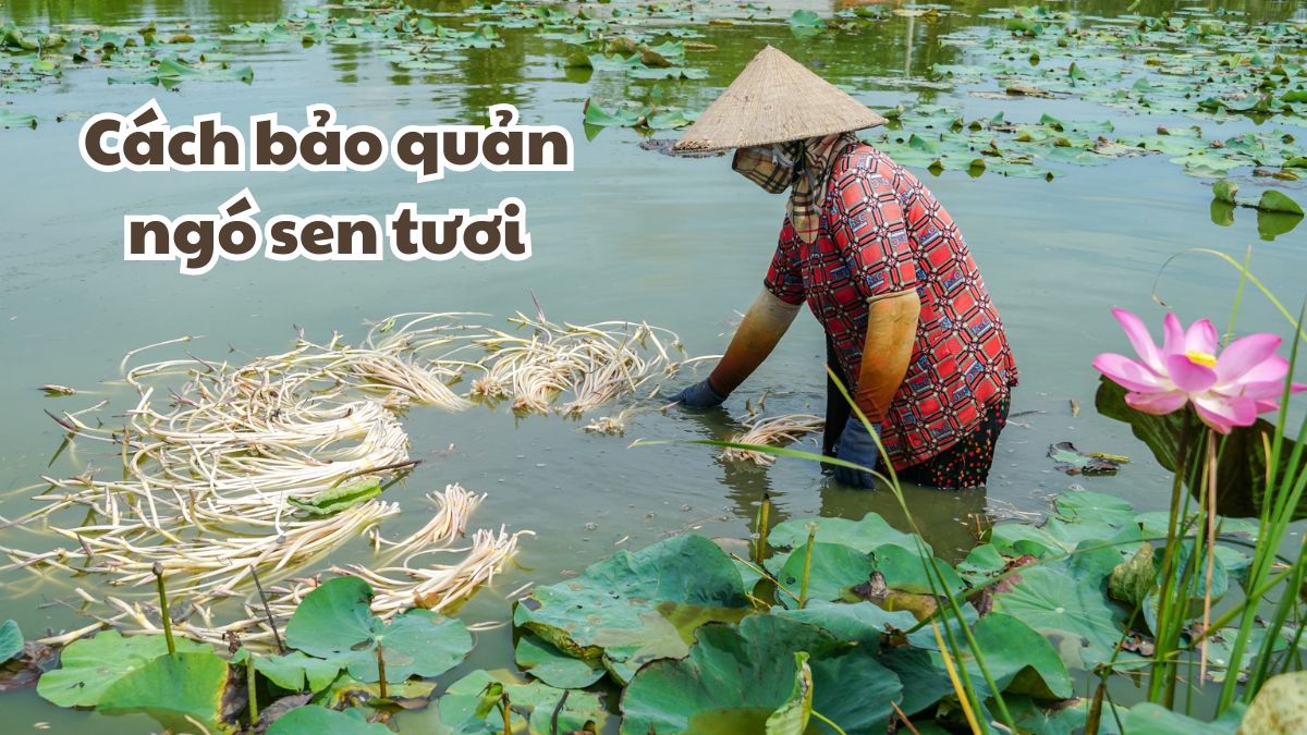 Cách bảo quản ngó sen tươi trong tủ lạnh trắng giòn, không bị thâm