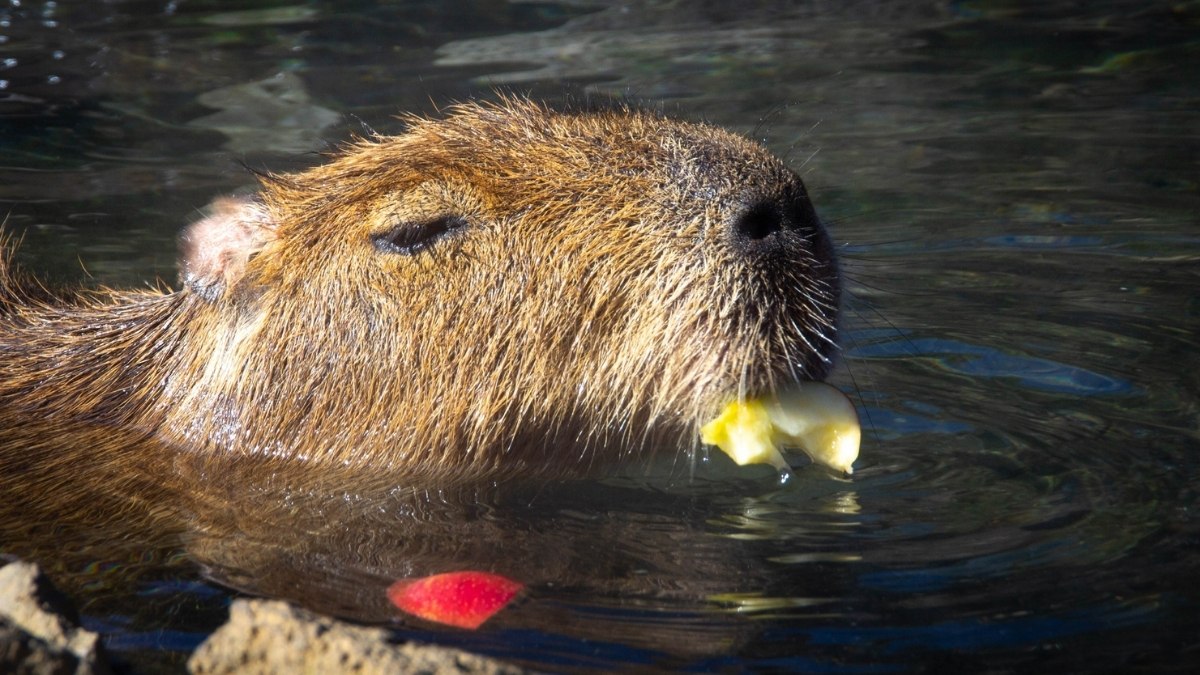 Hình nền máy tính Capybara cute vô tri