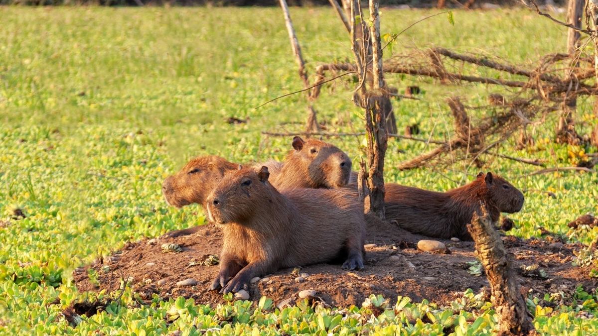 Hình nền máy tính Capybara cute vô tri