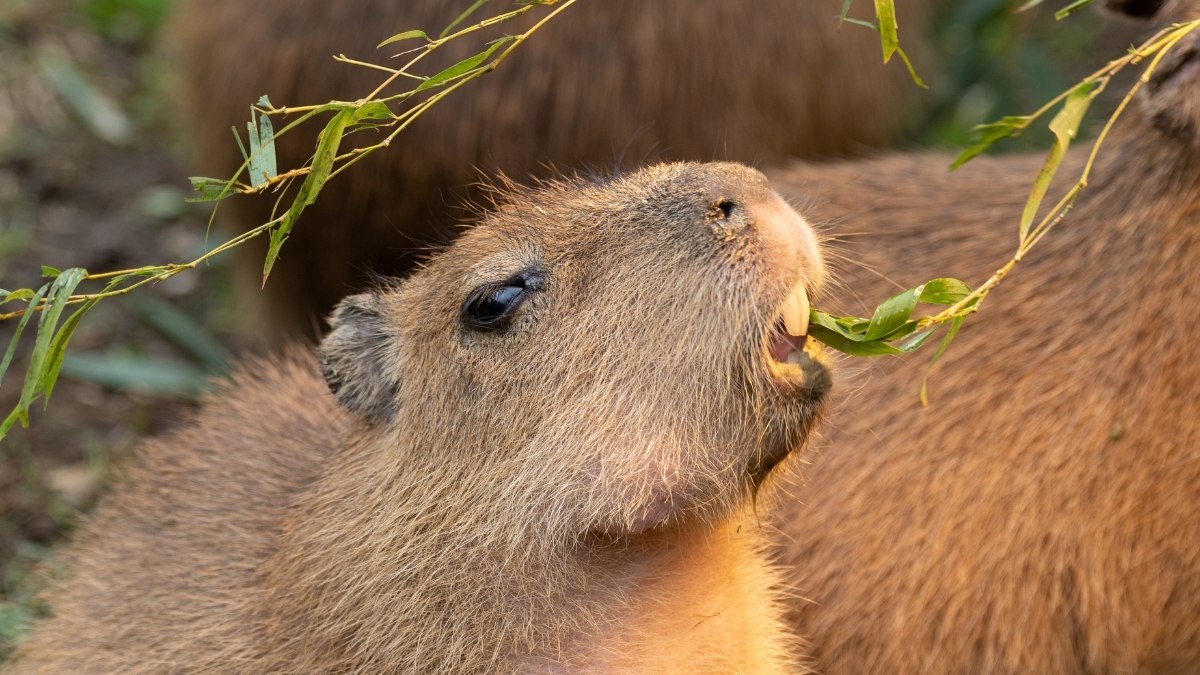 Hình nền máy tính Capybara cute vô tri
