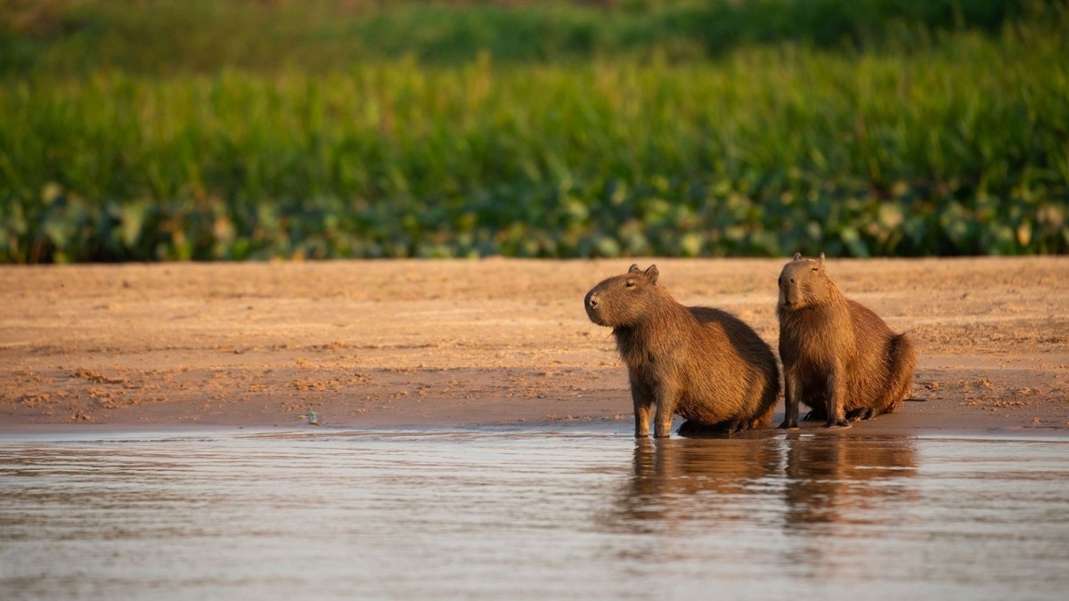 Hình nền máy tính Capybara cute vô tri