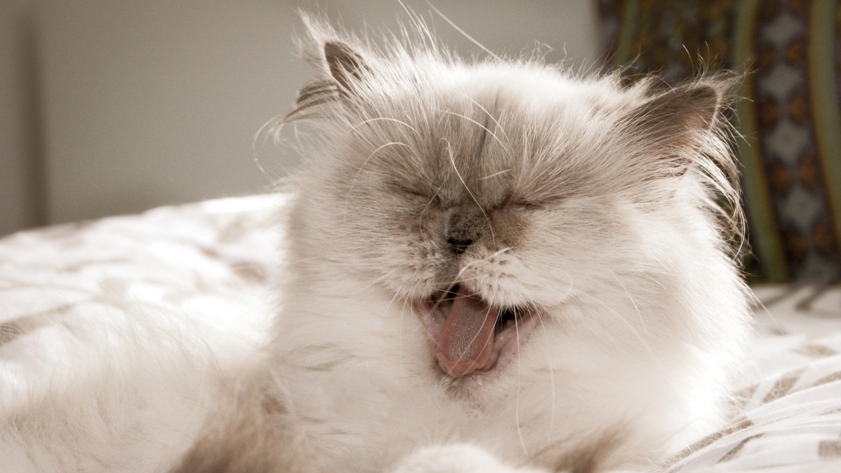 Hình nền mèo vô tri cho máy tính