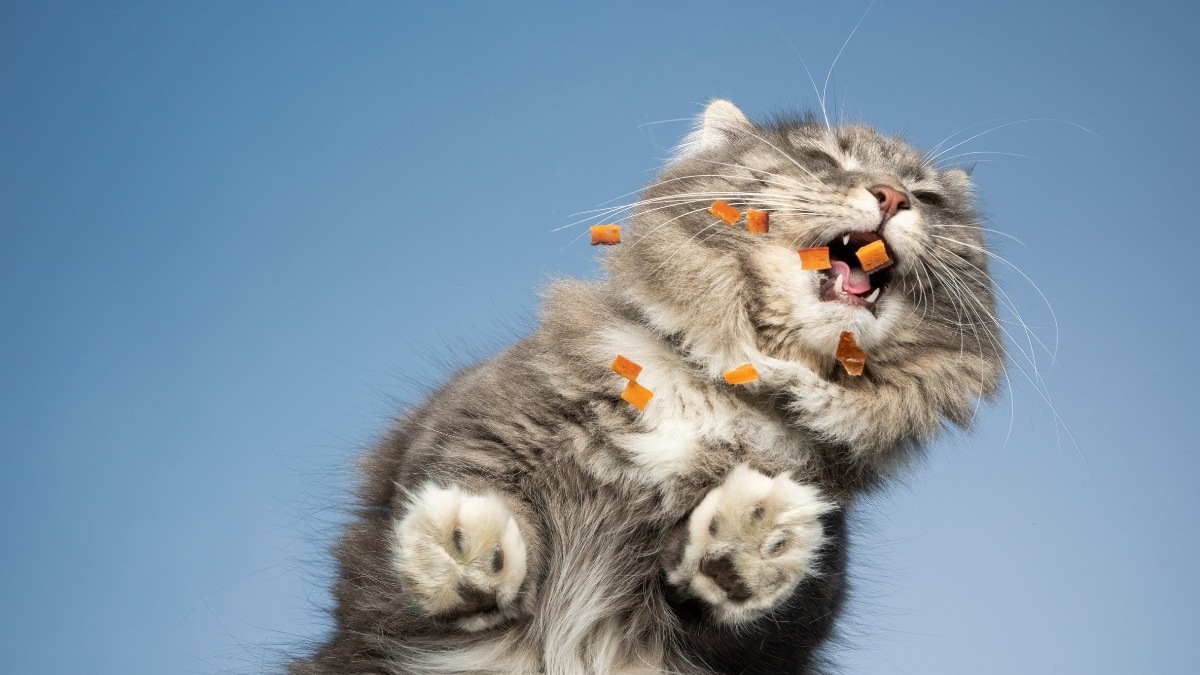 Hình nền mèo vô tri cho máy tính