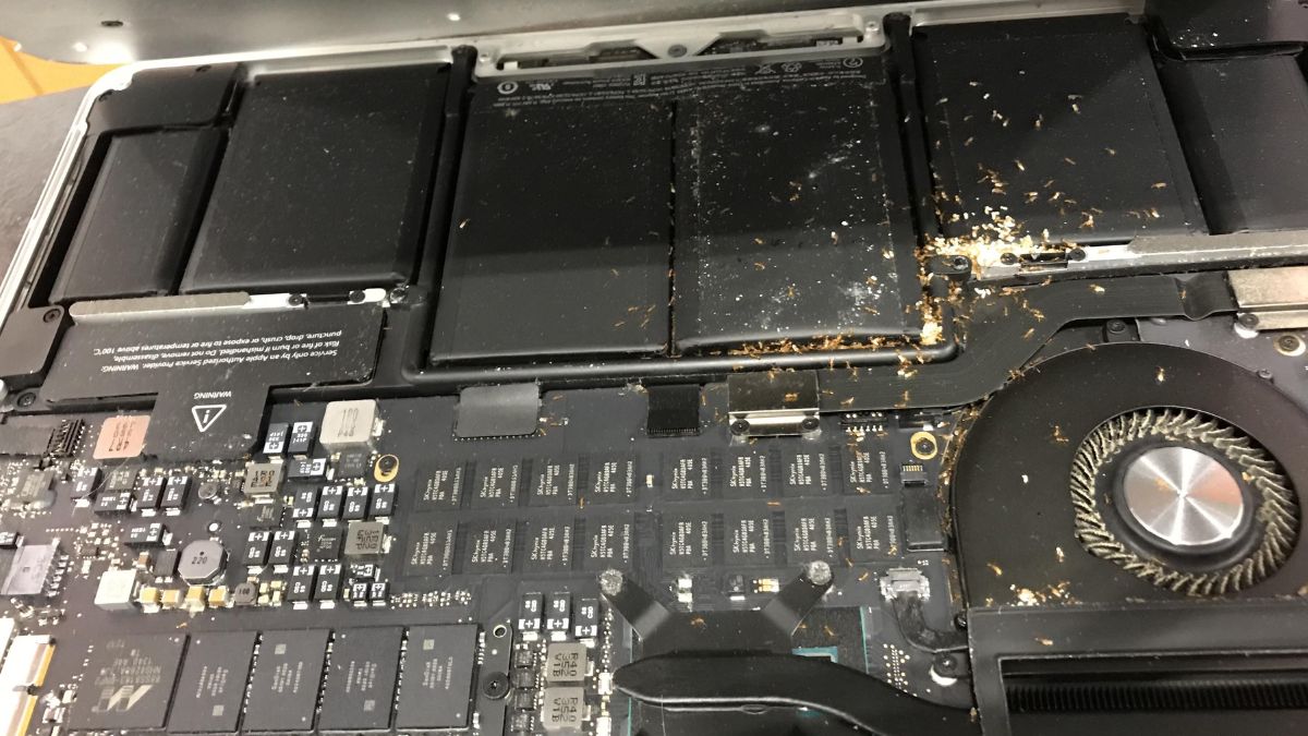 Nguyên nhân khiến kiến chui vào laptop