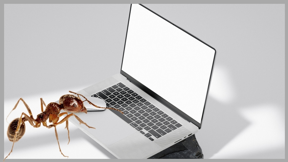 Loa laptop bị rè do côn trùng nhỏ gây hại