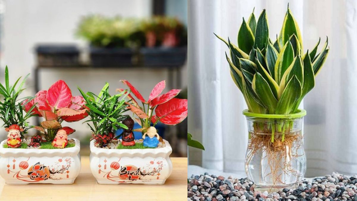 Quà 20/10 tinh thân cho cô giáo: Chậu cây để bàn