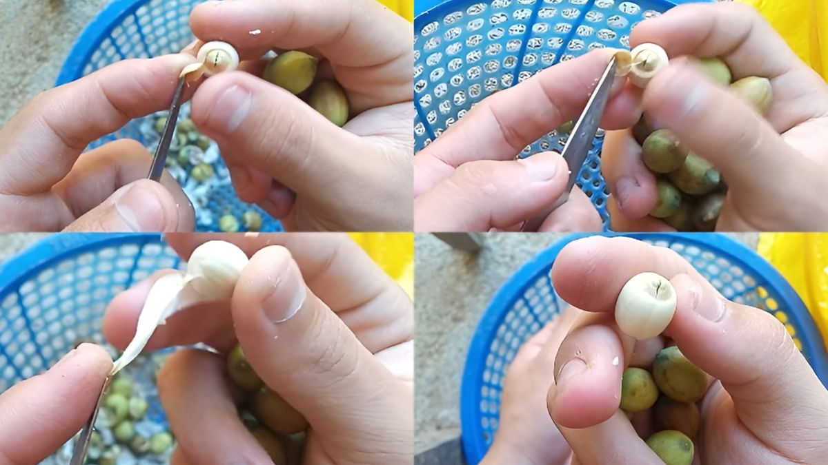 xử lý hạt sen trước khi nấu xôi hạt sen bằng nồi cơm điện