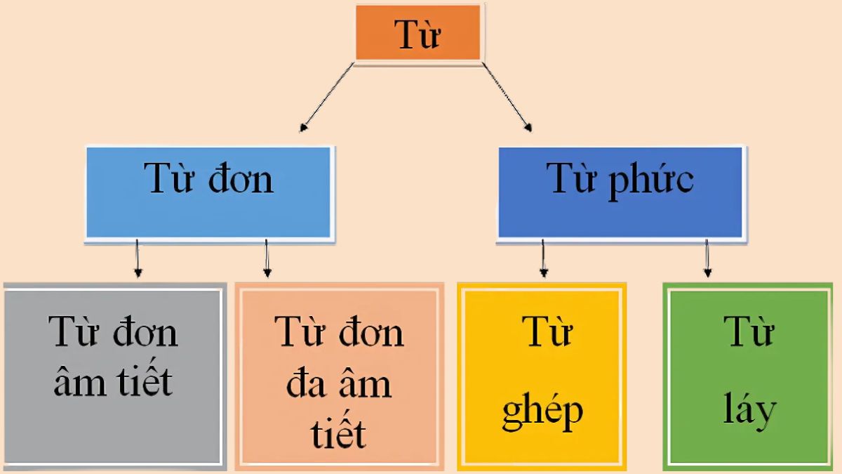Phân biệt từ phức và từ đơn là gì?